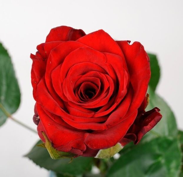 украинские розы