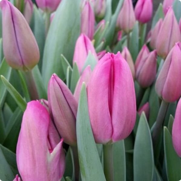 купити тюльпани оптом