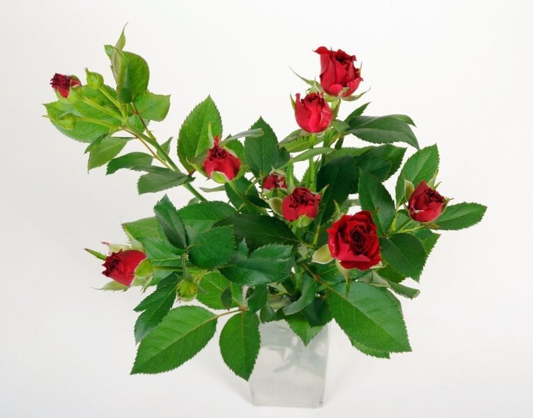 доставка живых цветов Киев