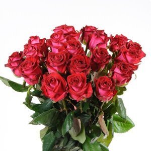 купить розы по оптовым ценам