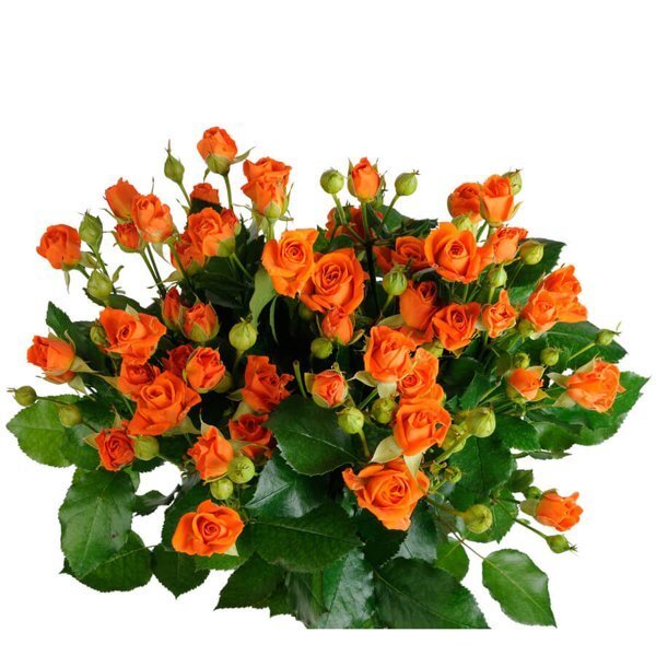 питомник роз Украина